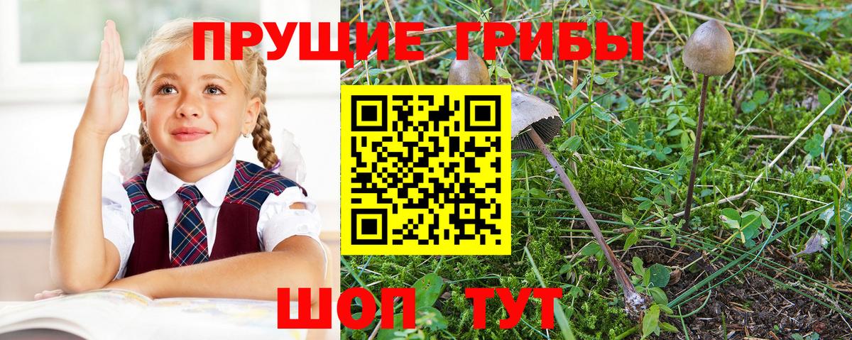 Заречный  Галлюциногенные грибы MAGIC MUSHROOMS  Вход с VPN 